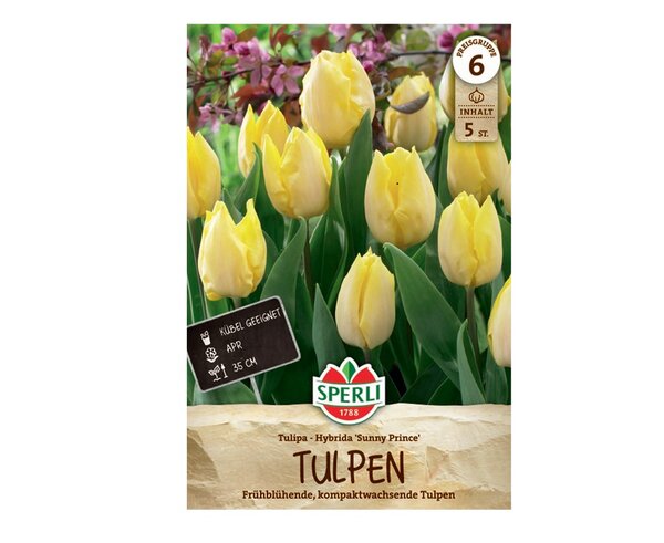 Sunny Prince korai tulipán